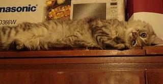 click for enlarge 448 X 231 17,1 Kb picture