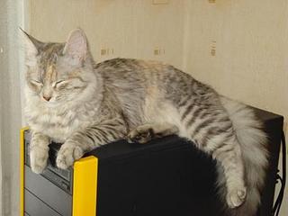 click for enlarge 448 X 336 18,9 Kb picture