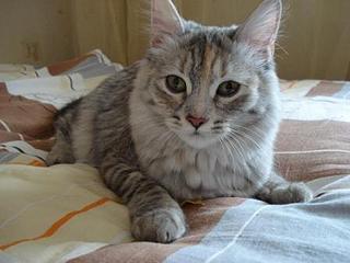 click for enlarge 448 X 336 22,0 Kb picture
