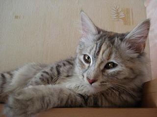 click for enlarge 448 X 336 19,1 Kb picture