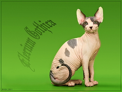 click for enlarge 1024 X 768 279,5 Kb picture
