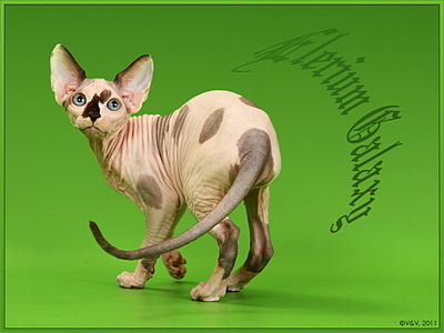 click for enlarge 1024 X 768 271,4 Kb picture