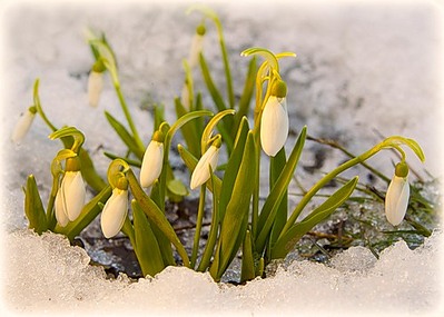 click for enlarge 500 X 357  47,5 Kb picture