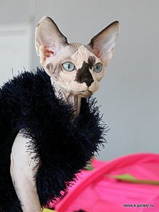 click for enlarge 599 X 800 73,5 Kb picture