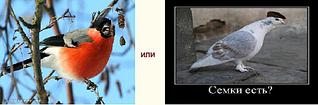 click for enlarge 956 X 316 46,9 Kb picture