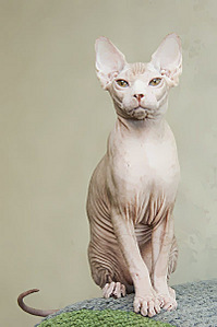 click for enlarge 399 X 600 54,6 Kb picture
