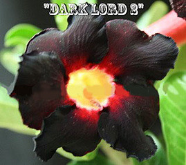 click for enlarge 318 X 283 41,7 Kb picture