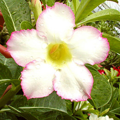 click for enlarge 600 X 600 103,1 Kb picture