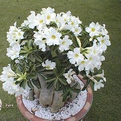 click for enlarge 300 X 300 24,9 Kb picture