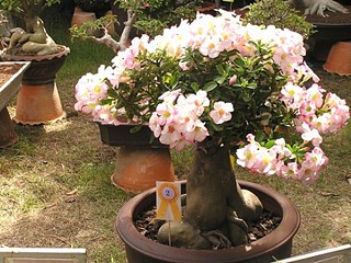 click for enlarge 472 X 354 73,6 Kb picture