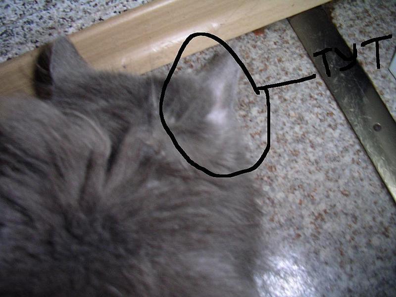 click for enlarge 1024 X 768 89,4 Kb picture