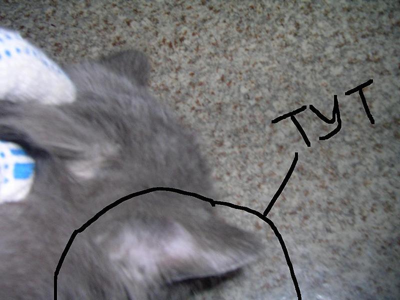 click for enlarge 1024 X 768 85,9 Kb picture