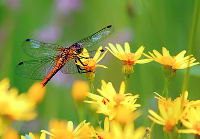 click for enlarge 800 X 555 308,8 Kb picture