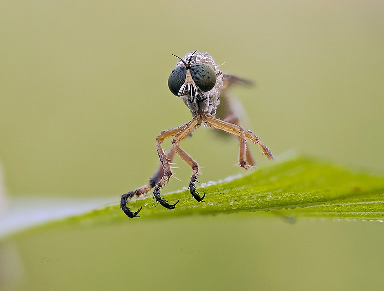 click for enlarge 800 X 606 86,0 Kb picture