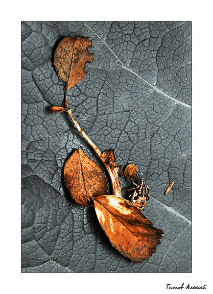 click for enlarge 653 X 900 395,3 Kb picture
