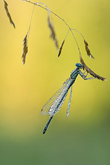 click for enlarge 534 X 800 108,2 Kb picture