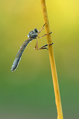 click for enlarge 534 X 800 96,4 Kb picture