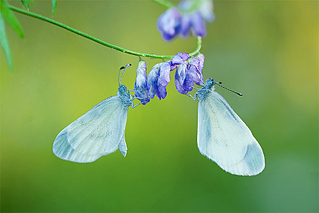 click for enlarge 800 X 534 134,0 Kb picture