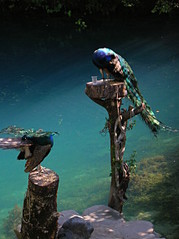 click for enlarge 1712 X 2288 817,0 Kb picture