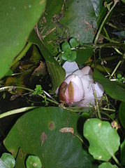 click for enlarge 1712 X 2288 785,0 Kb picture