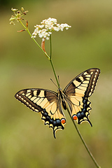click for enlarge 534 X 800 184,6 Kb picture