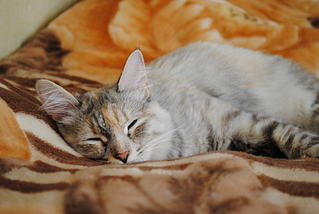 click for enlarge 1920 X 1285 181,8 Kb picture