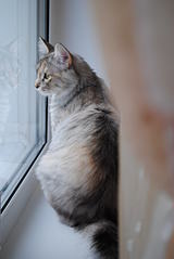 click for enlarge 1920 X 2868 264,7 Kb picture