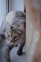 click for enlarge 1920 X 2868 242,2 Kb picture