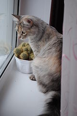 click for enlarge 1920 X 2868 360,5 Kb picture