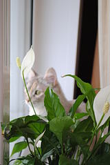 click for enlarge 1920 X 2868 280,5 Kb picture