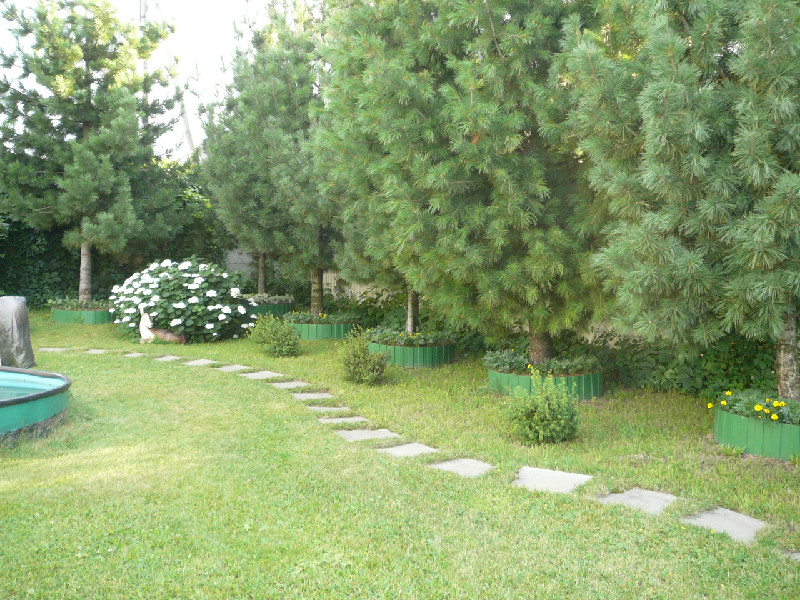 Сосна для ландшафтного дизайна 187