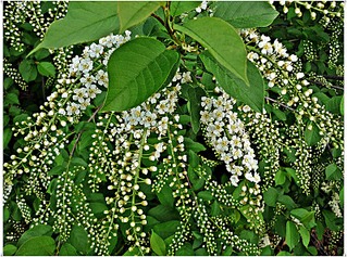 click for enlarge 800 X 594 229,9 Kb picture