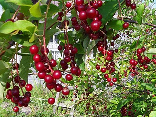click for enlarge 800 X 600 205,2 Kb picture