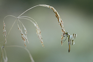 click for enlarge 800 X 534 129,0 Kb picture