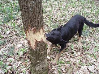 click for enlarge 500 X 375 75,9 Kb picture