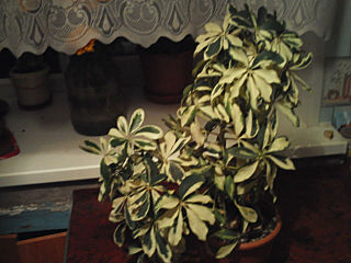 click for enlarge 640 X 480 53,7 Kb picture