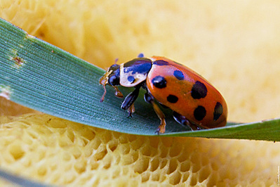 click for enlarge 800 X 533 162,2 Kb picture