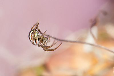 click for enlarge 800 X 533  77,4 Kb picture