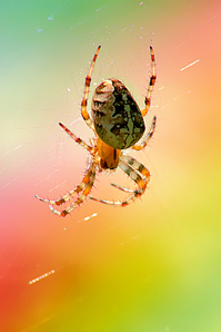 click for enlarge 533 X 800 191,3 Kb picture