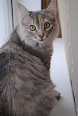 click for enlarge 1920 X 2868 360,6 Kb picture