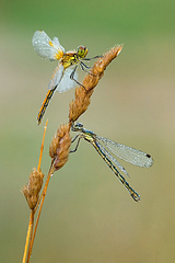 click for enlarge 534 X 800 137,4 Kb picture