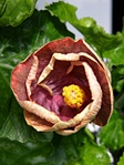 click for enlarge 1152 X 1536 436,9 Kb picture