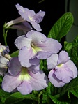 click for enlarge 1152 X 1536 430,2 Kb picture
