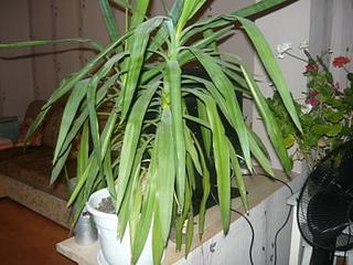 click for enlarge 448 X 336 43,7 Kb picture