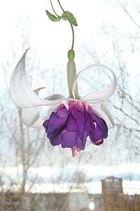 click for enlarge 1920 X 2880 285,3 Kb picture