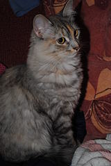 click for enlarge 1920 X 2868 470,9 Kb picture
