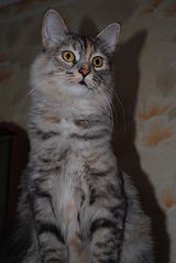 click for enlarge 1920 X 2868 380,5 Kb picture