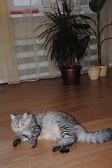 click for enlarge 1920 X 2868 431,3 Kb picture