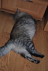 click for enlarge 1920 X 2868 556,7 Kb picture