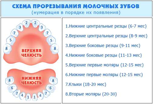Когда у ребёнка вырастает первый зуб Когда у ребёнка вырастает первый зуб